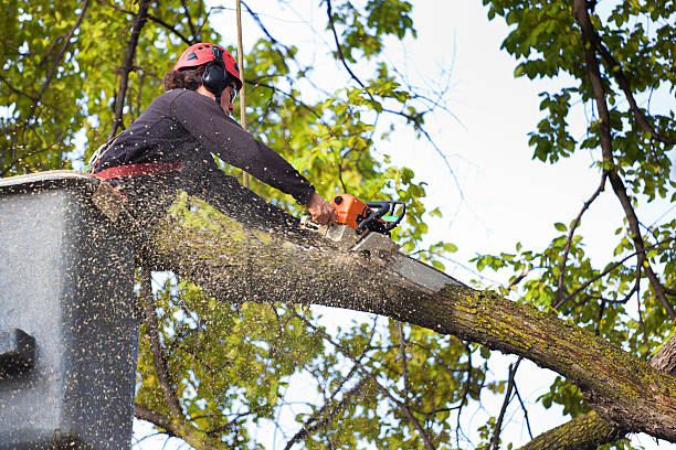 How Our Tree Care Process Works  in  Crenshaw, MS